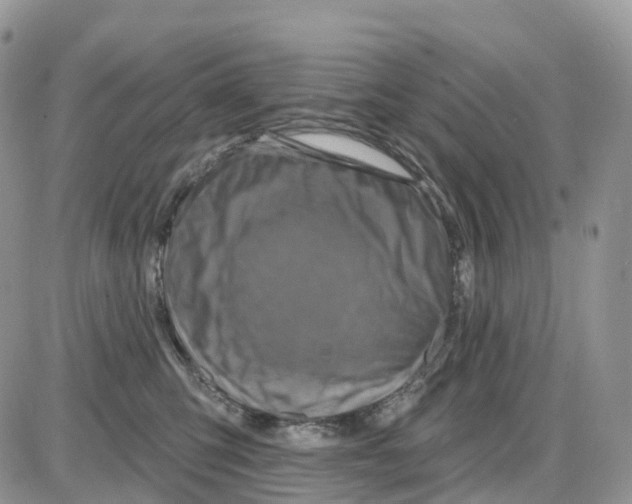 X0000086050423200704202041