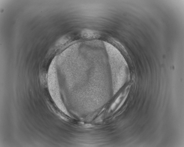 X0000086050429200704202040