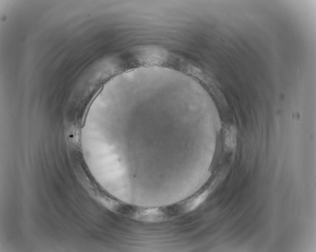 X0000086050431200704202040