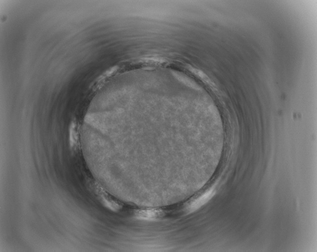 X0000086050432200704202040