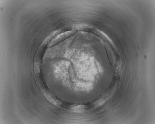 X0000086050452200704202040