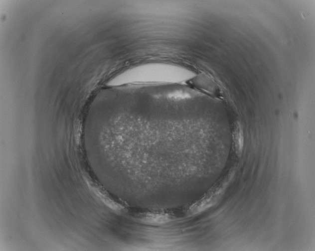 X0000086050458200704202040