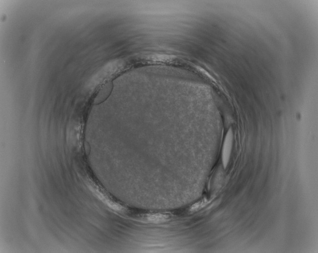 X0000086050462200704202040