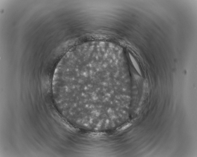 X0000086050465200704202040