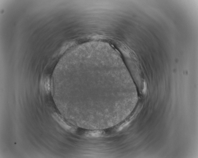 X0000086050479200704202040