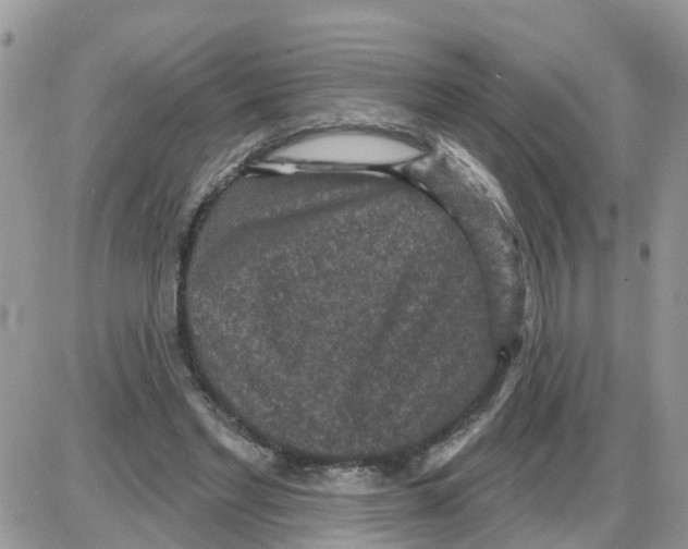 X0000086050493200704202039