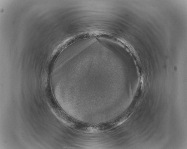 X0000086050496200704202039