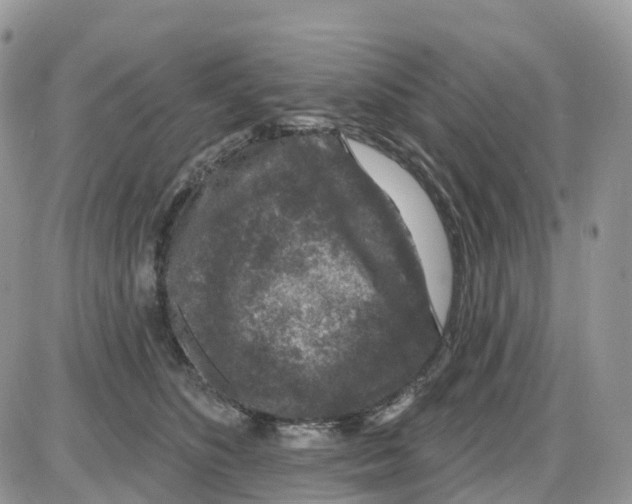 X0000086050516200704202039