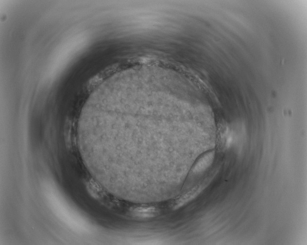 X0000086050527200704202039