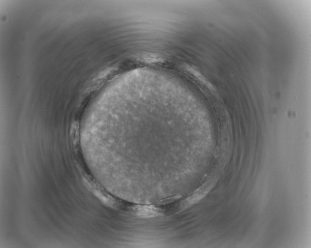 X0000086050528200704202039