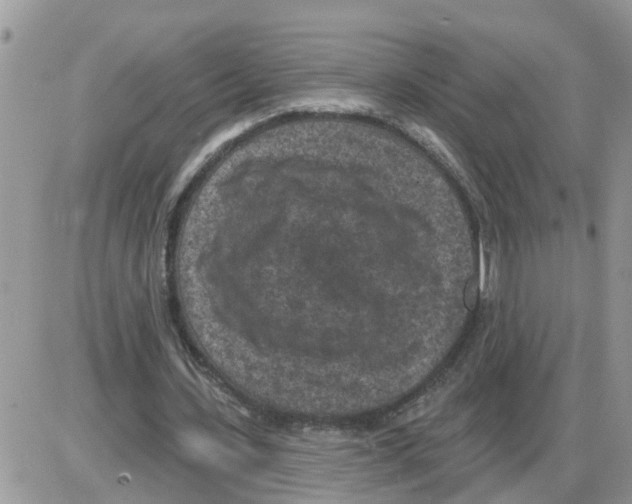 X0000086050531200704202038