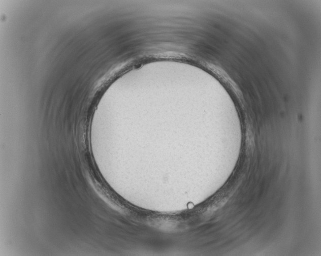 X0000086050533200704202038