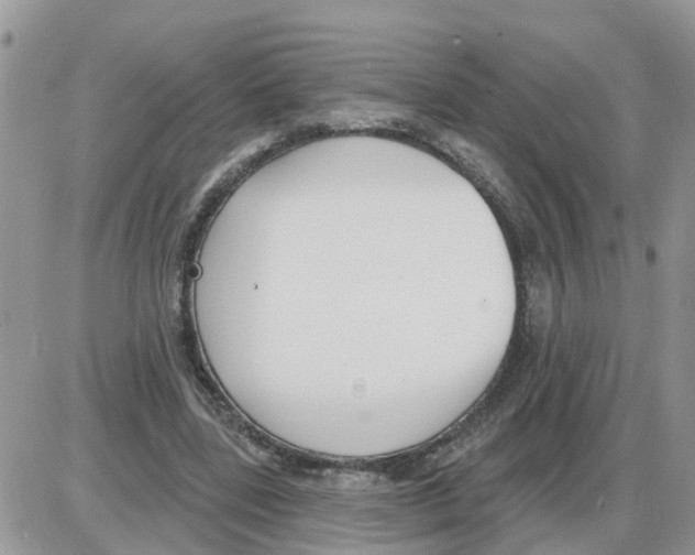 X0000086050539200704202038