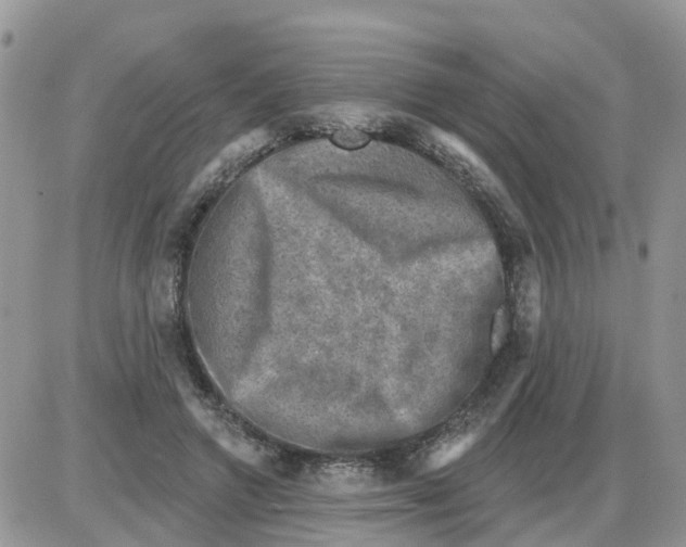 X0000086050546200704202038