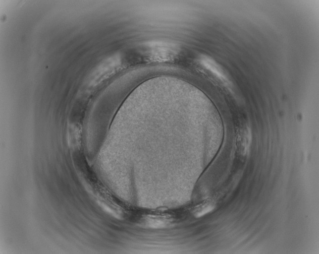 X0000086050556200704202039