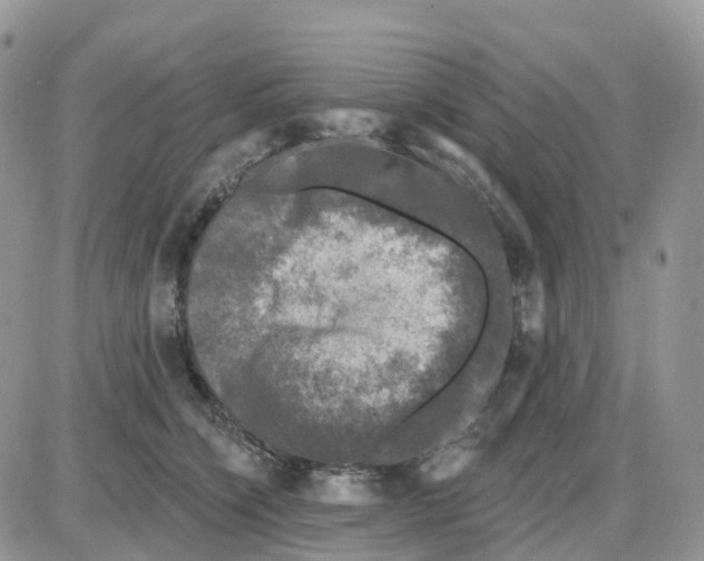 X0000086050564200704202039