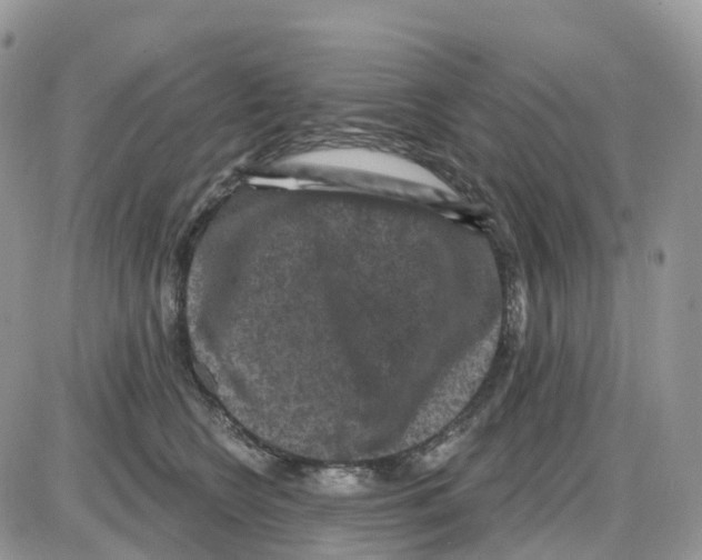 X0000086050566200704202039