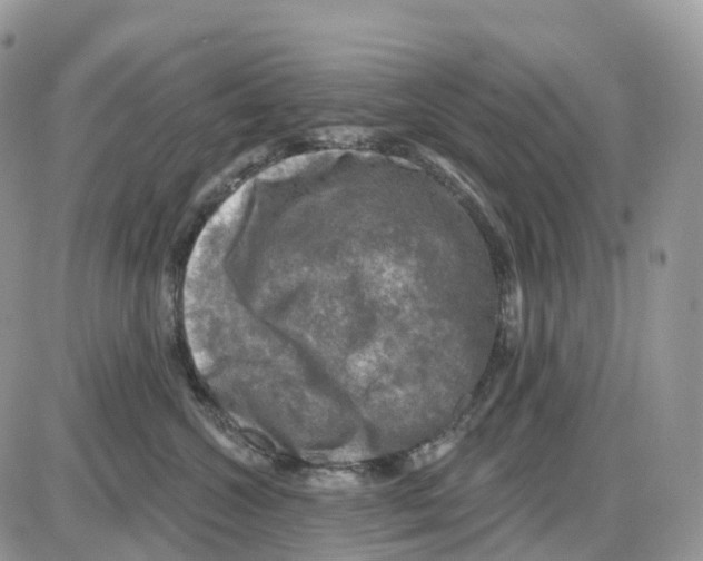 X0000086050572200704202039