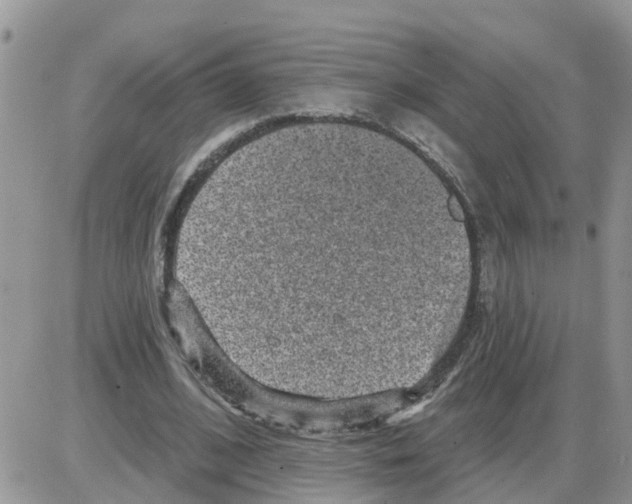 X0000086050584200704202038