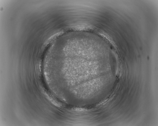 X0000086050590200704202038