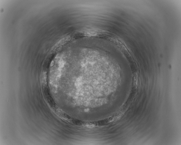 X0000086050598200704202038