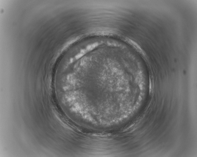 X0000086050627200704202037