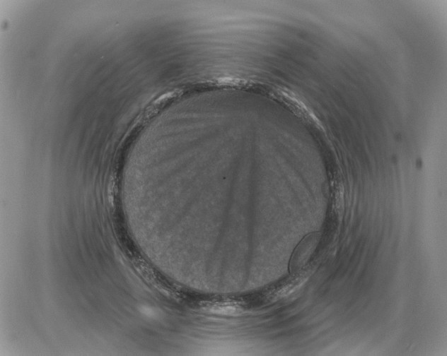 X0000086050643200704202037