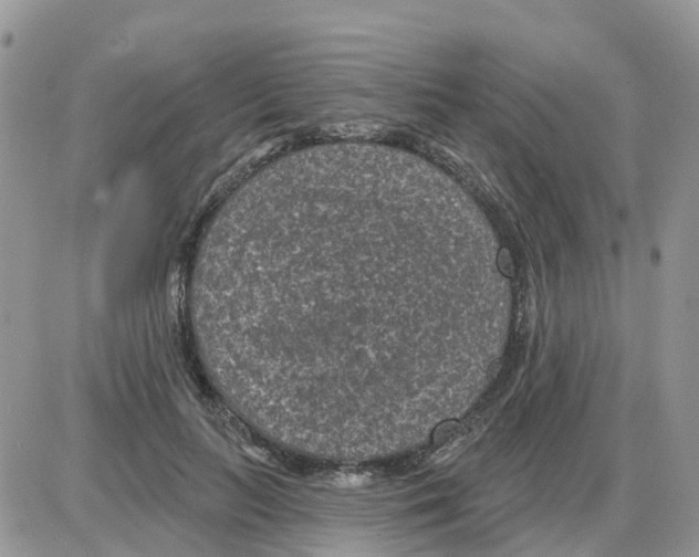 X0000086050647200704202037