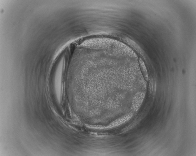 X0000086050676200704202036