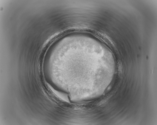 X0000086050684200704202036