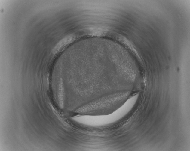 X0000086050685200704202036