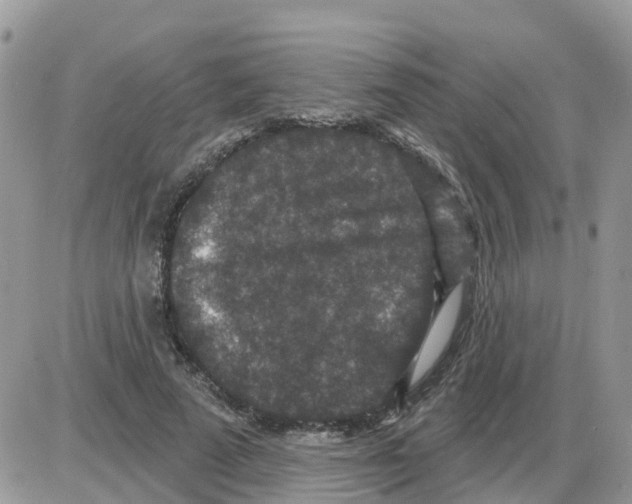 X0000086050689200704202036