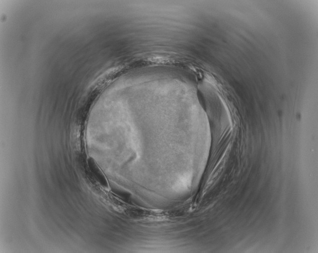 X0000086050696200704202036