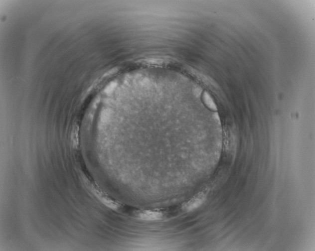 X0000086050718200704202036