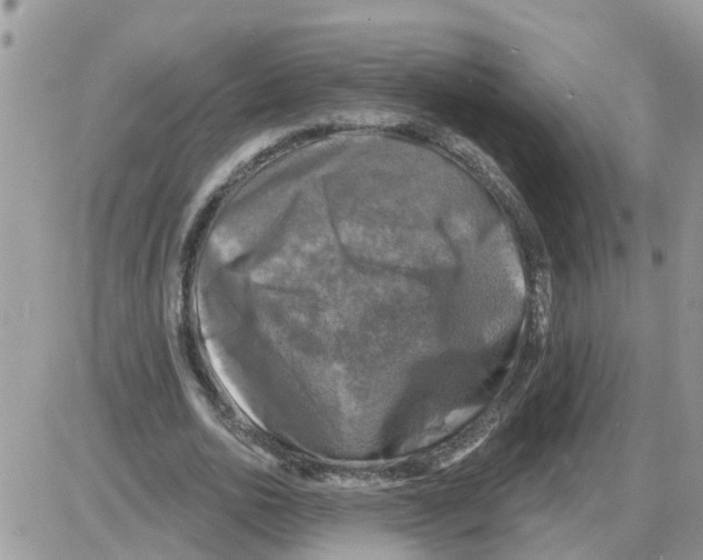 X0000086050726200704202035