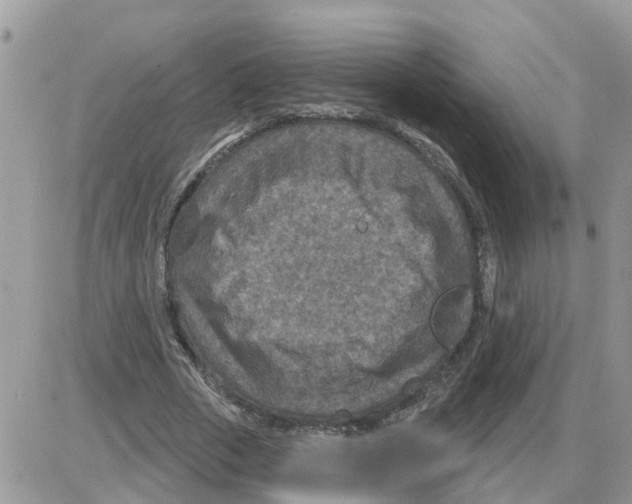 X0000086050729200704202035