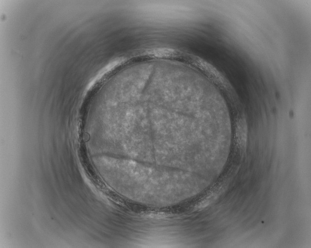 X0000086050730200704202035