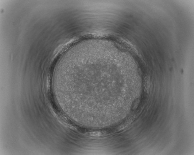 X0000086050740200704202035