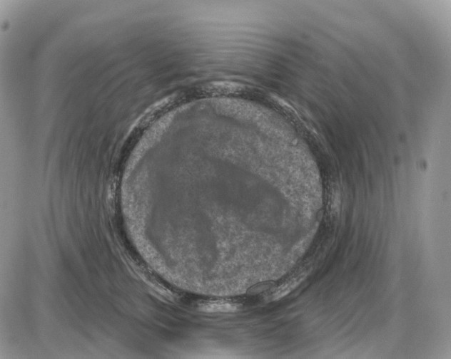 X0000086050759200704202036