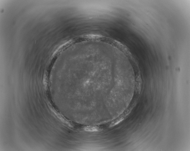 X0000086050762200704202036