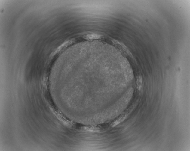 X0000086050763200704202036