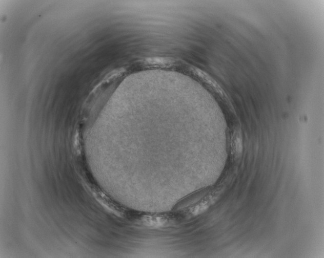 X0000086050764200704202036