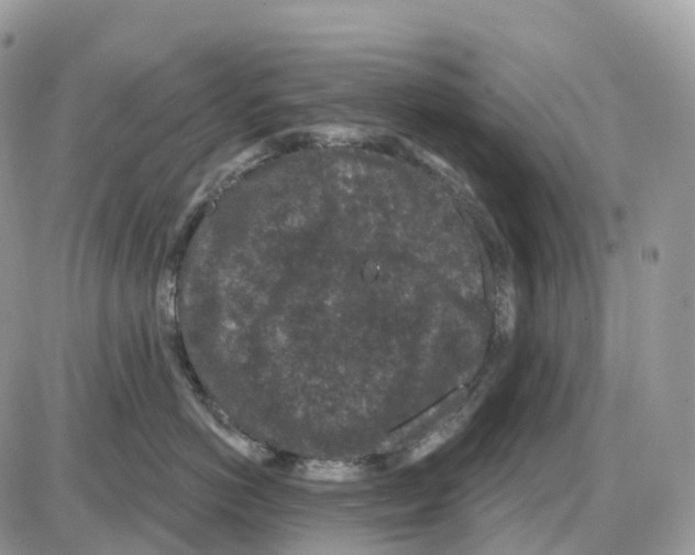 X0000086050766200704202036