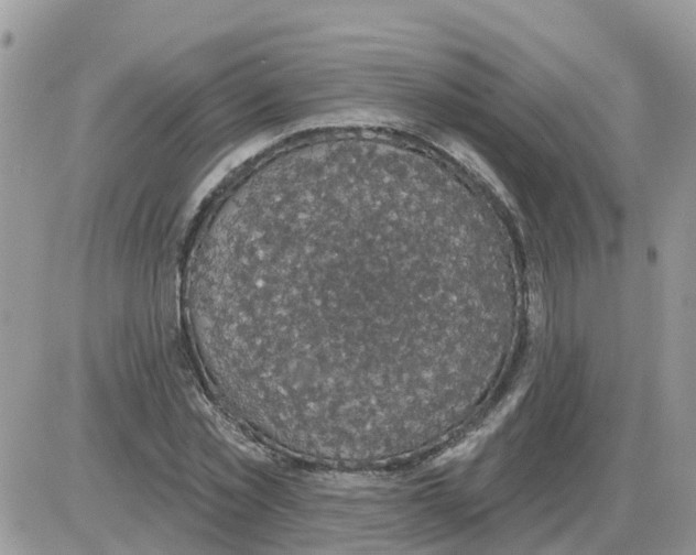 X0000086050781200704202035