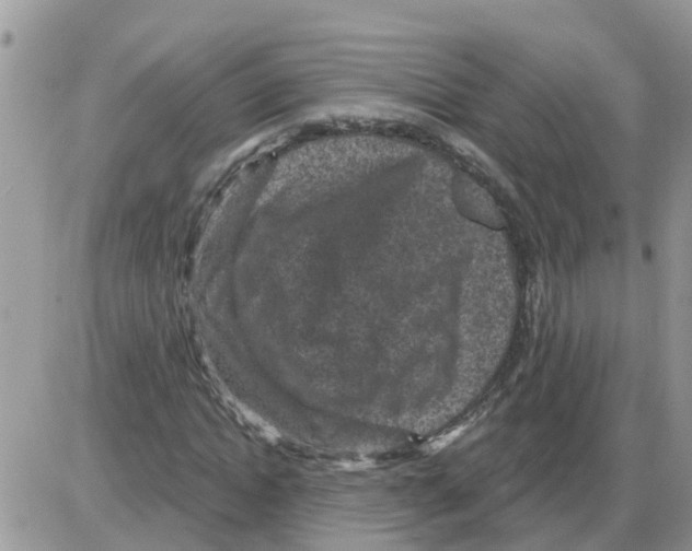 X0000086050822200704202034