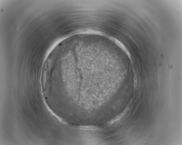 X0000086050863200704202034