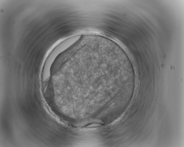 X0000086050864200704202034