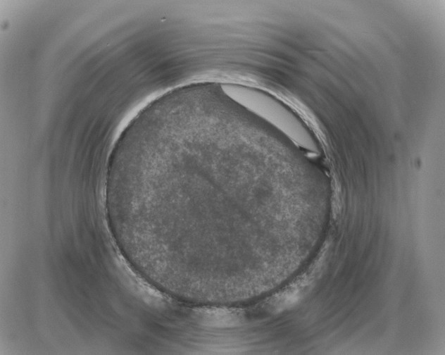 X0000086050896200704202033