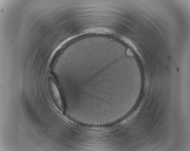 X0000086050923200704202032