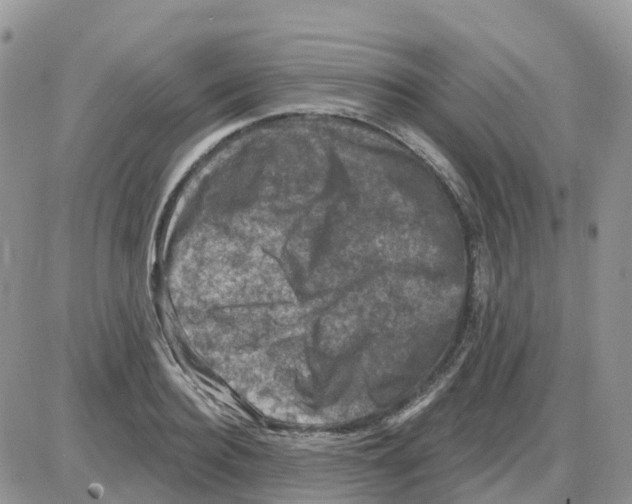 X0000086050940200704202032